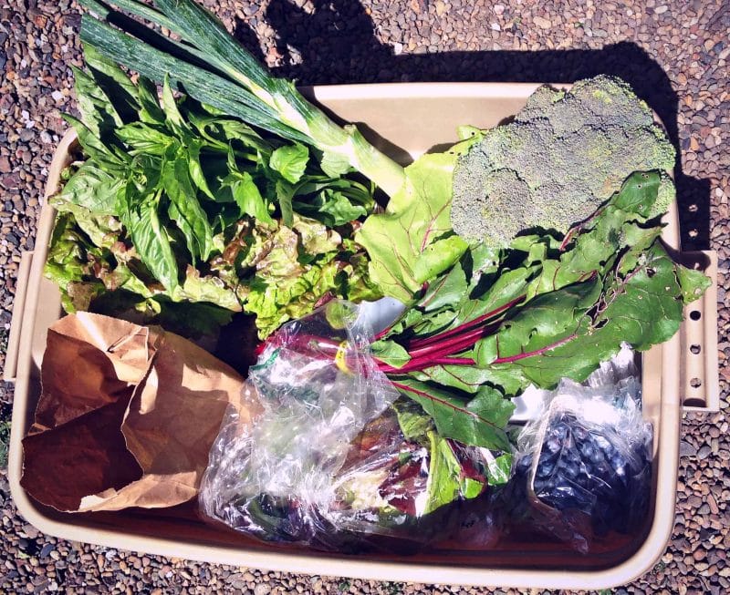 csa veggie box