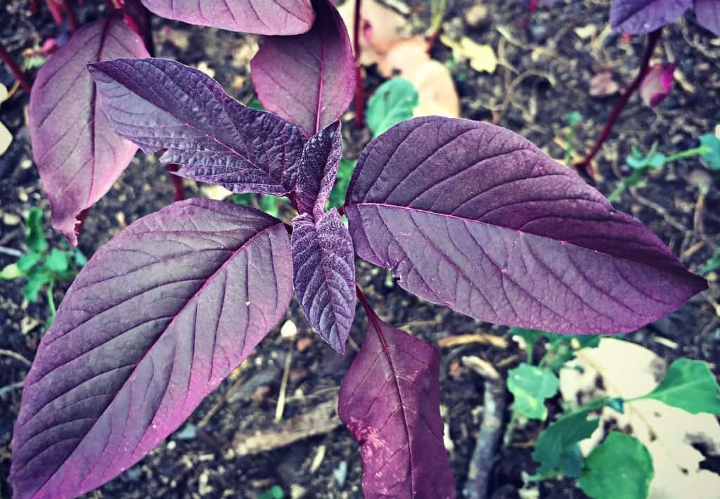 amaranth seedling