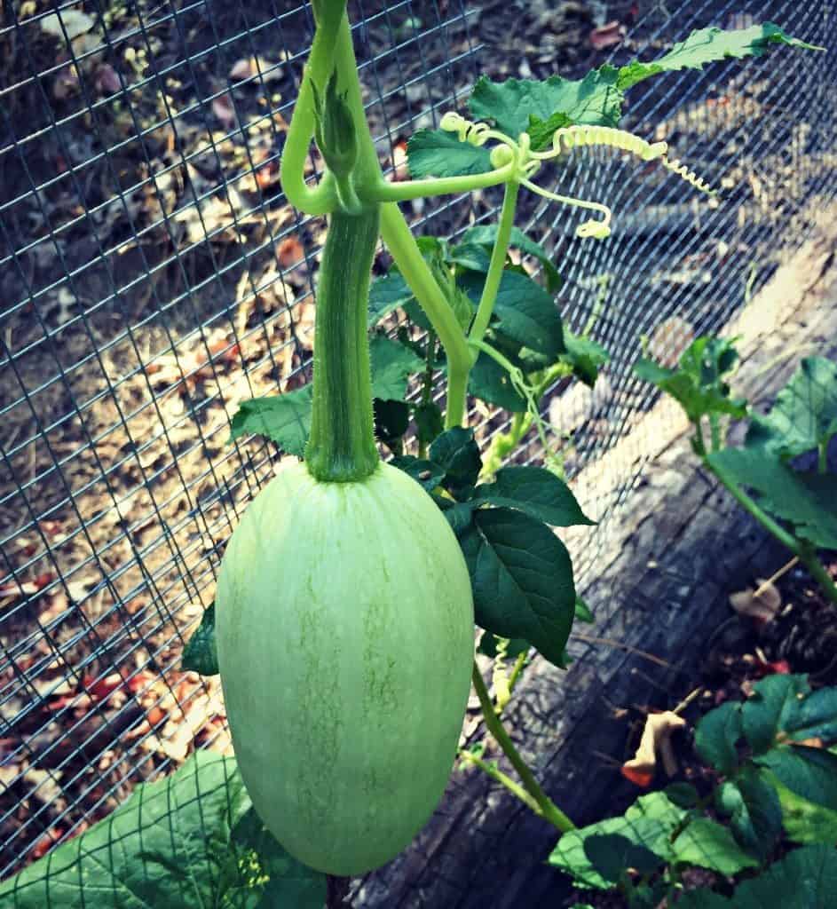 baby squash