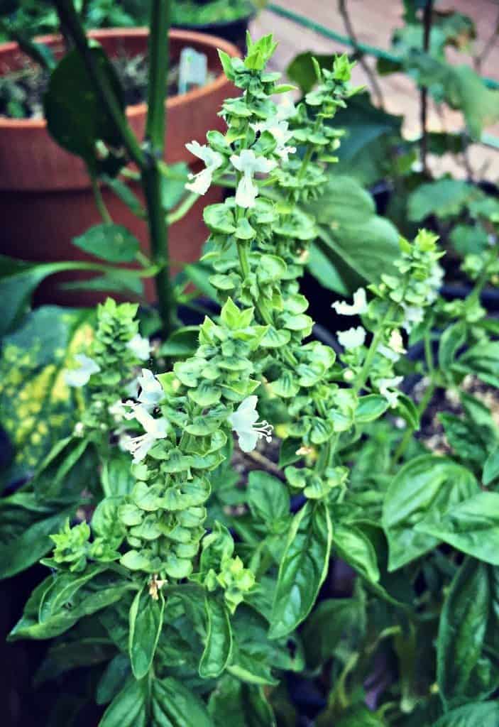 basil flower