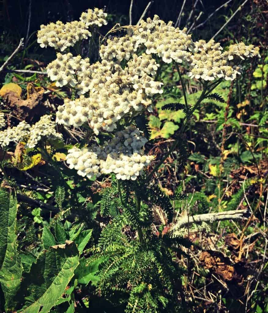 beach yarrow