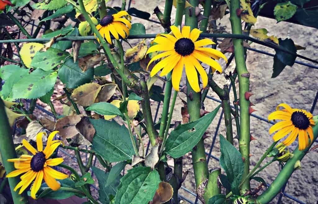 black eyed susans