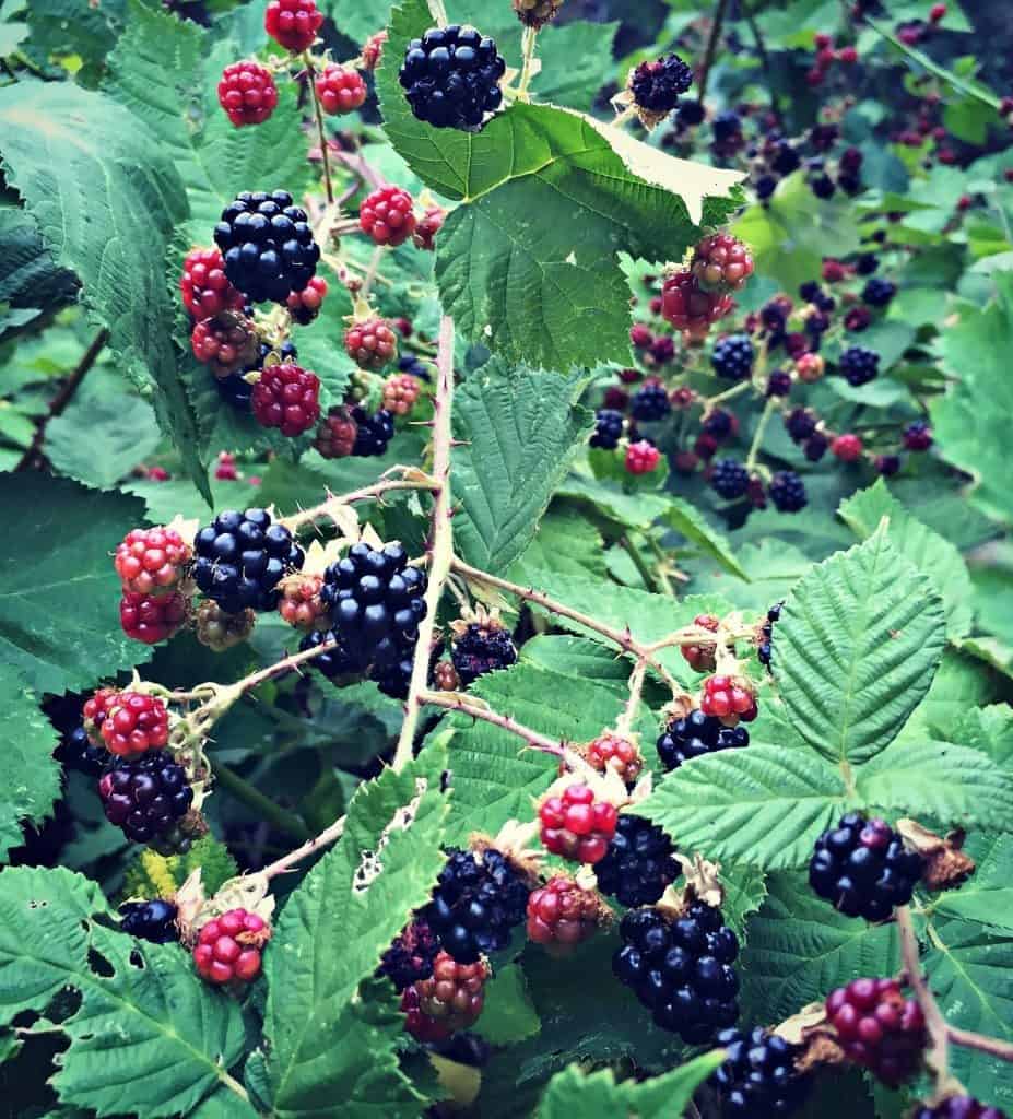 blackberries ripening