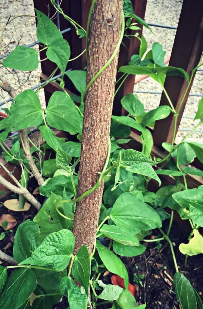 climbing beans