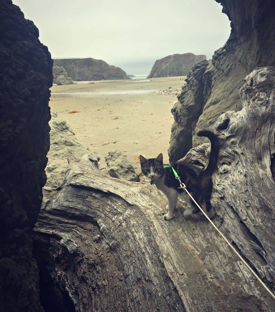 cosmo on beach