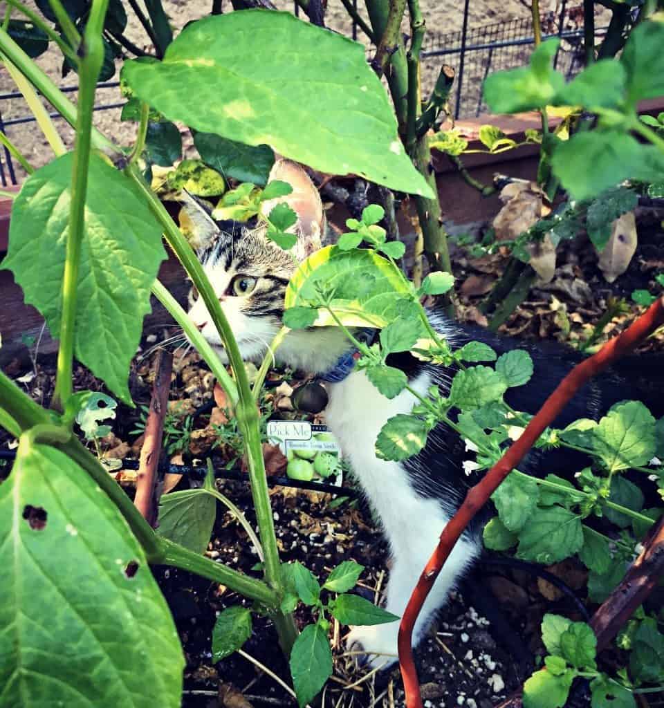 cosmo in garden