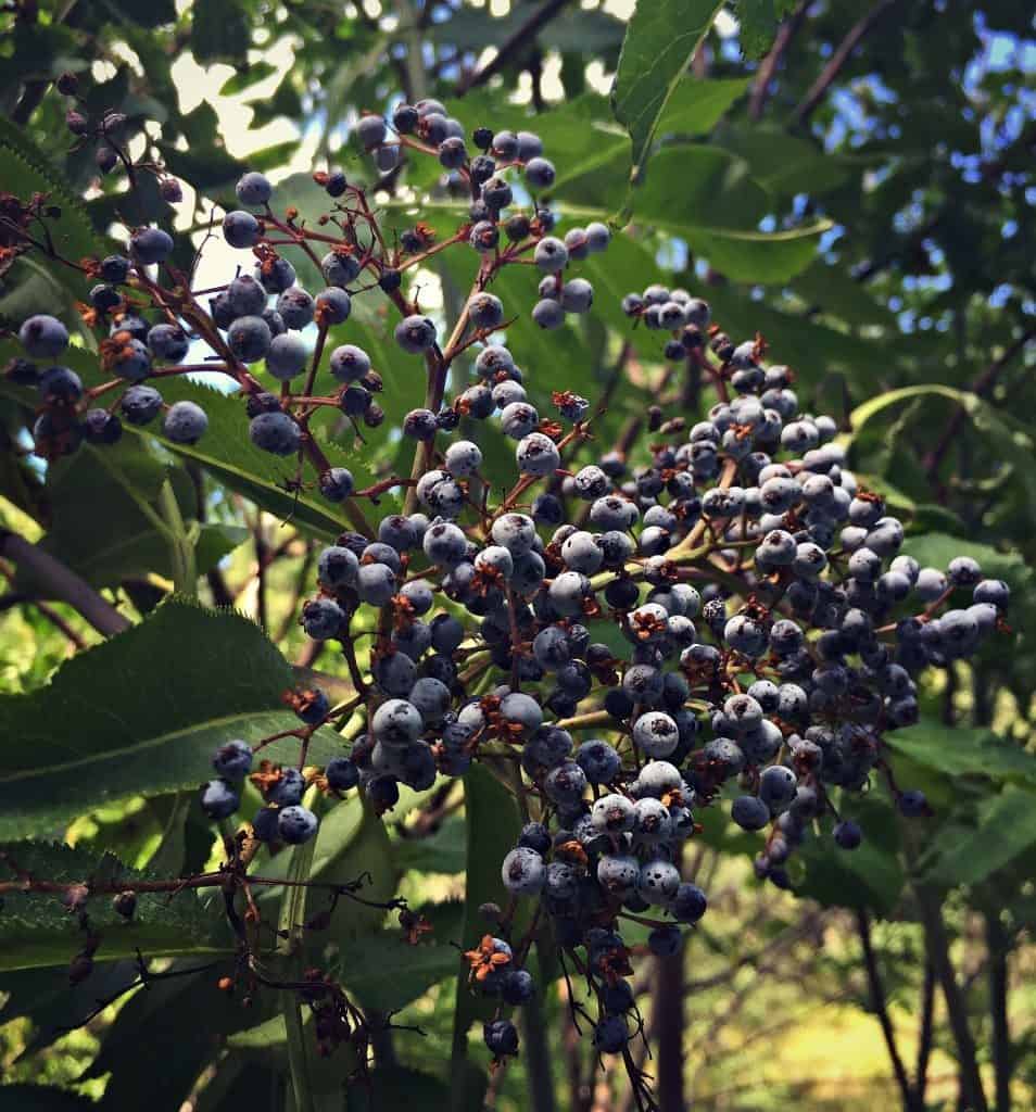 elderberries