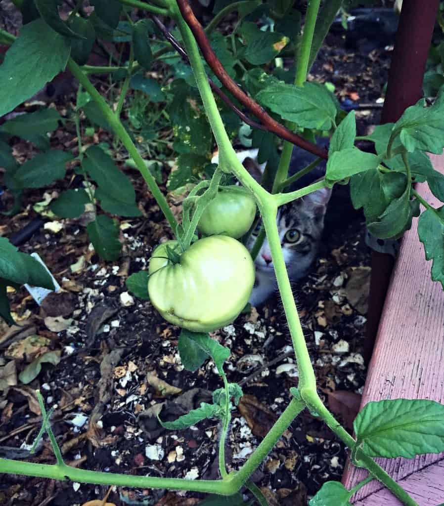 green tomato cosmo