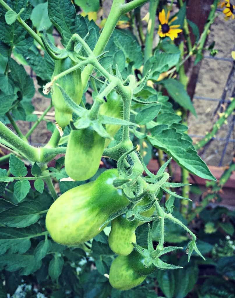 green tomatoes