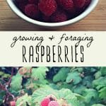 A bowl of foraged raspberries, and wild raspberries growing in the forest.