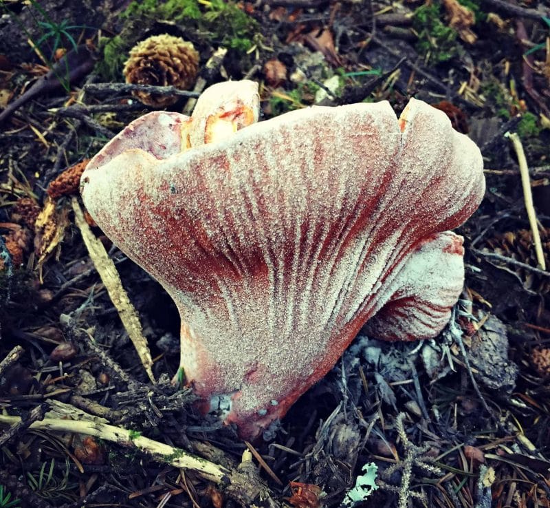 lobster mushroom forest floor