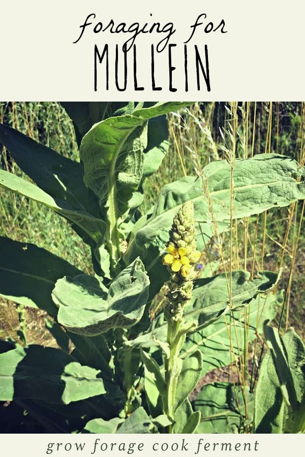 A mullein plant.