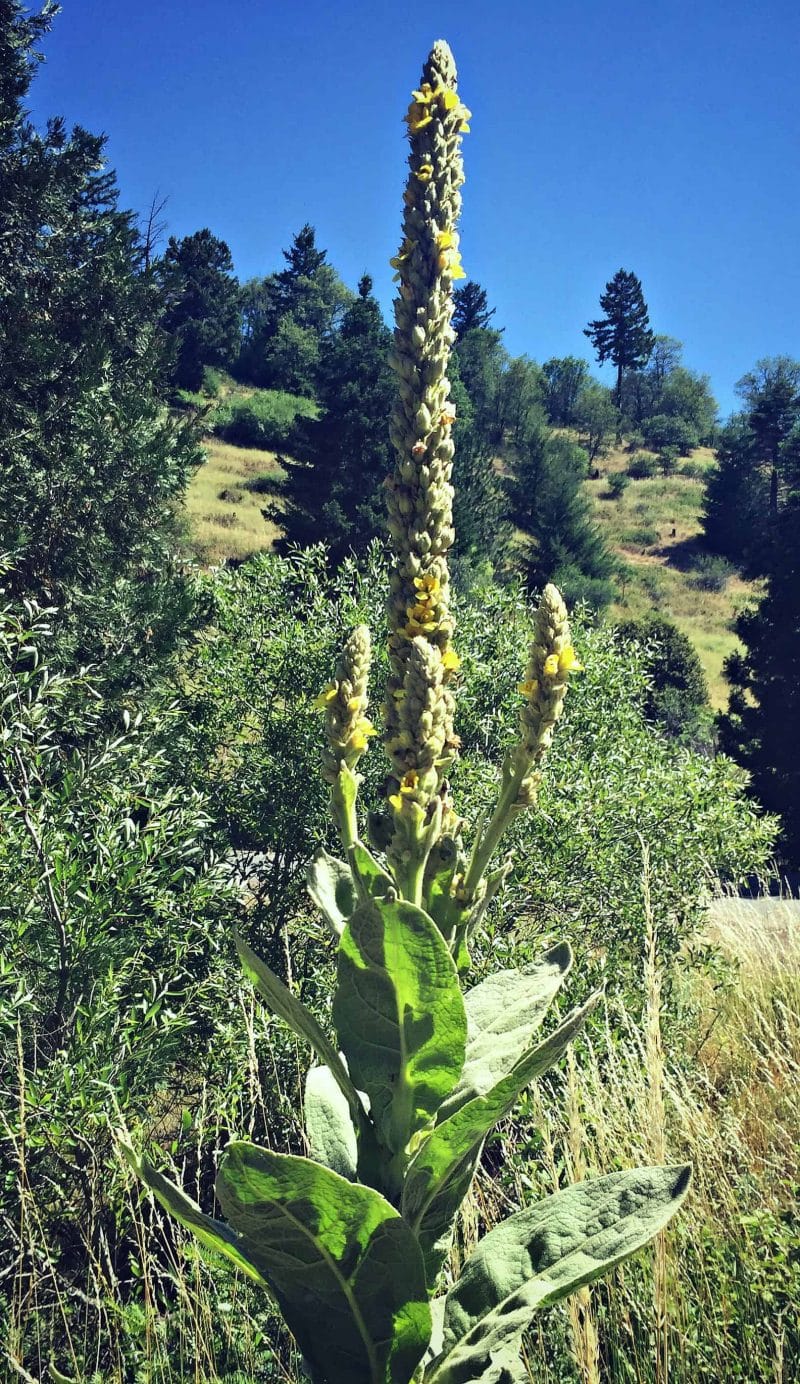 mullein flower spike