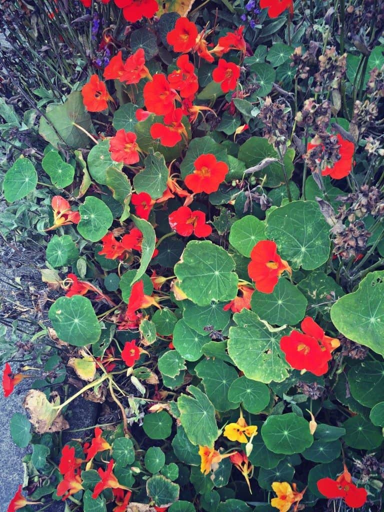 nasturtiums