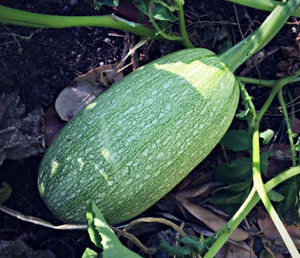 random squash