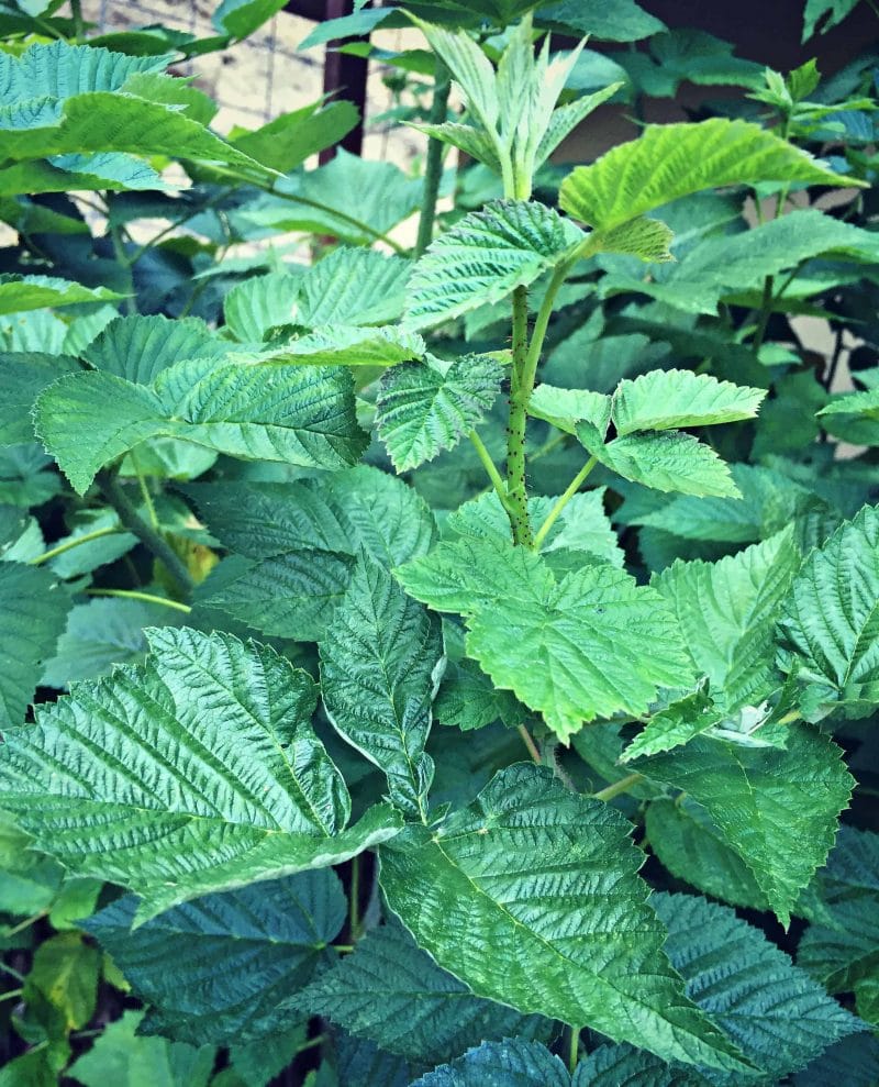 raspberry leaves