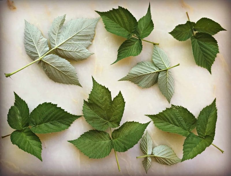 raspberry leaves