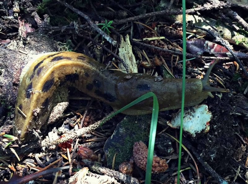 slug and shroom stump