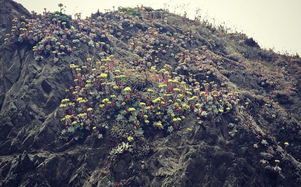 succulents on rock