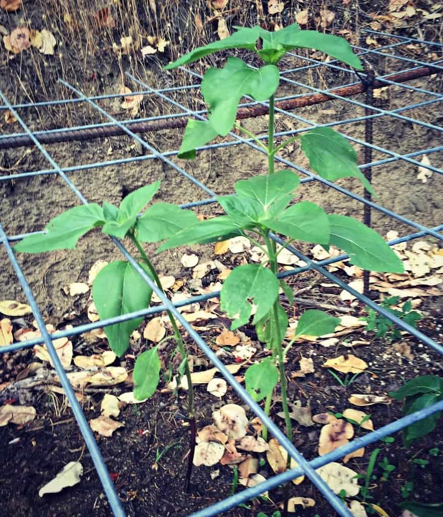 sunflower seedlings