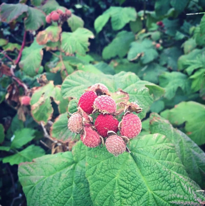 thimbleberries