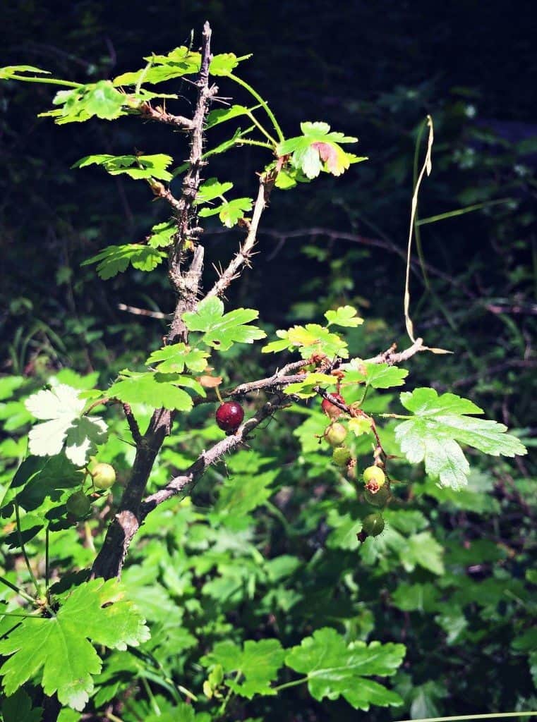 wild currants