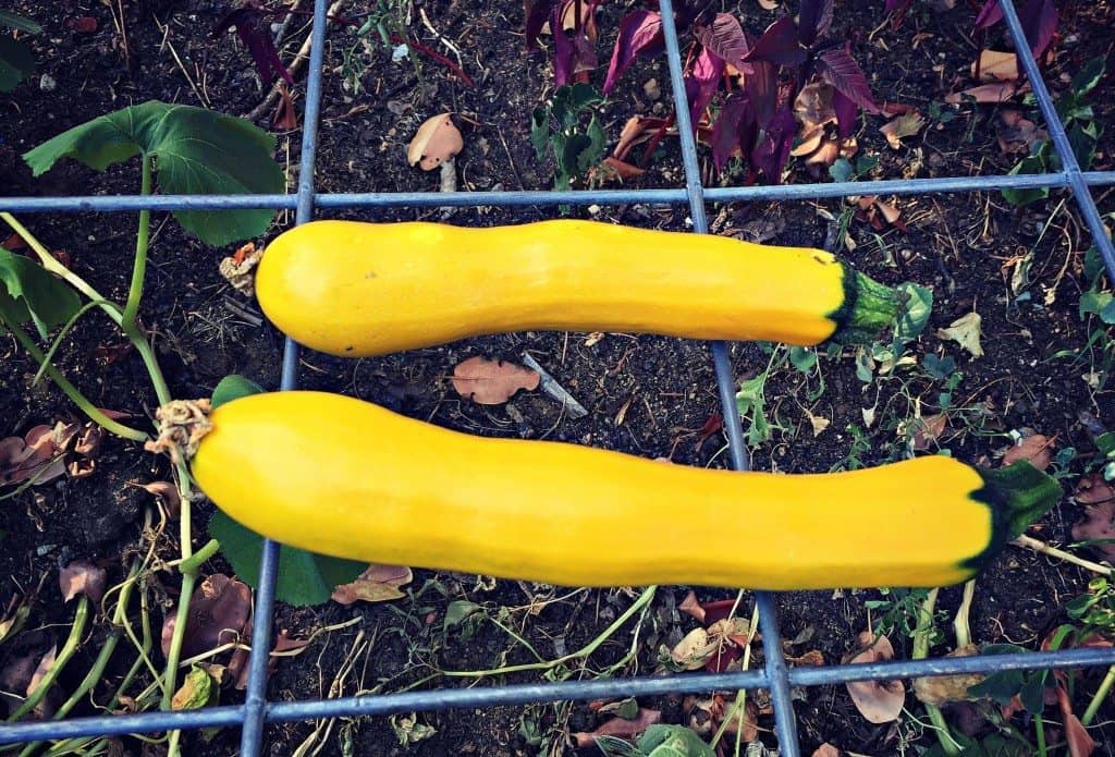 yellow zucchini