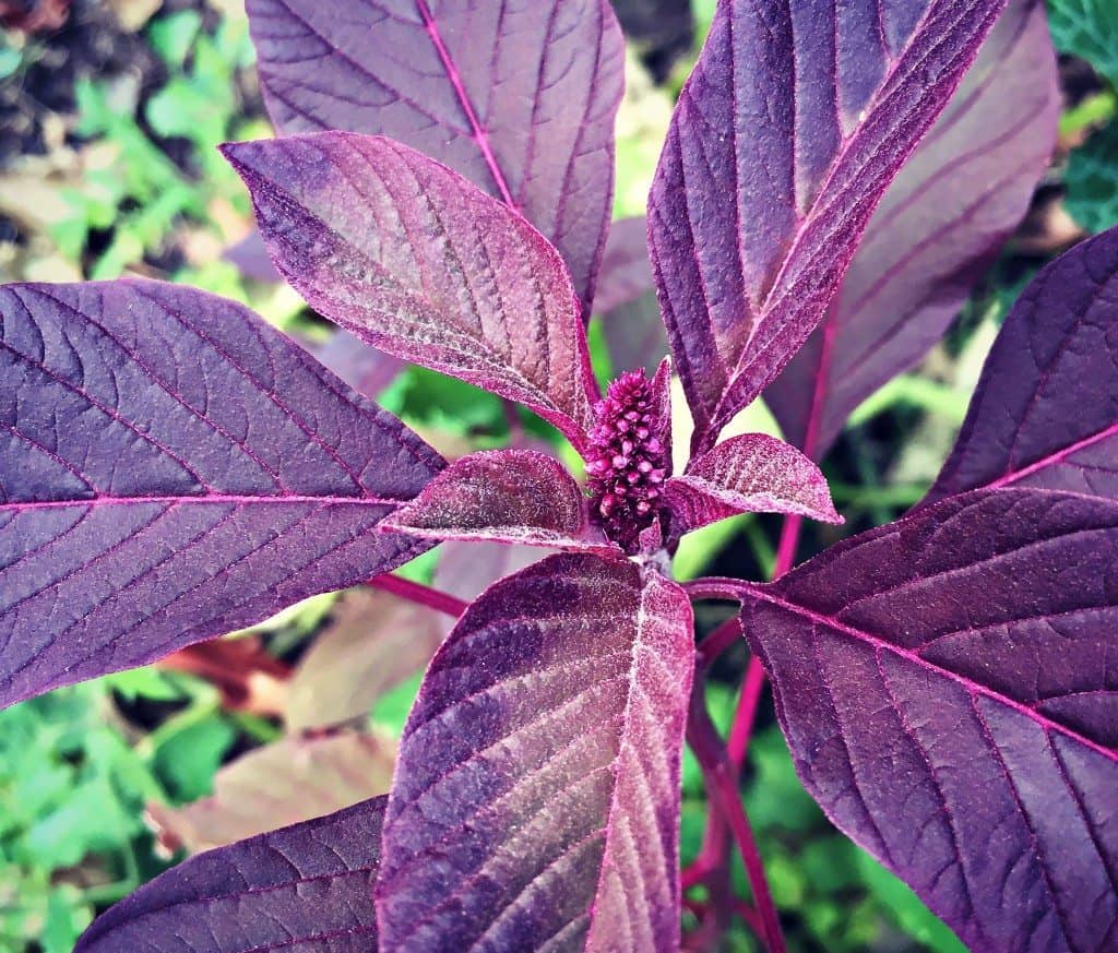 amaranth bud