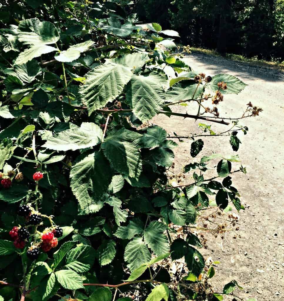 blackberries by road