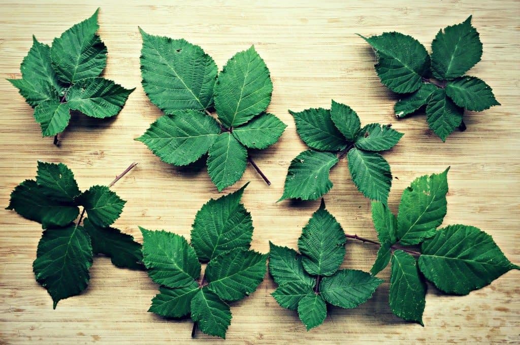 blackberry leaves