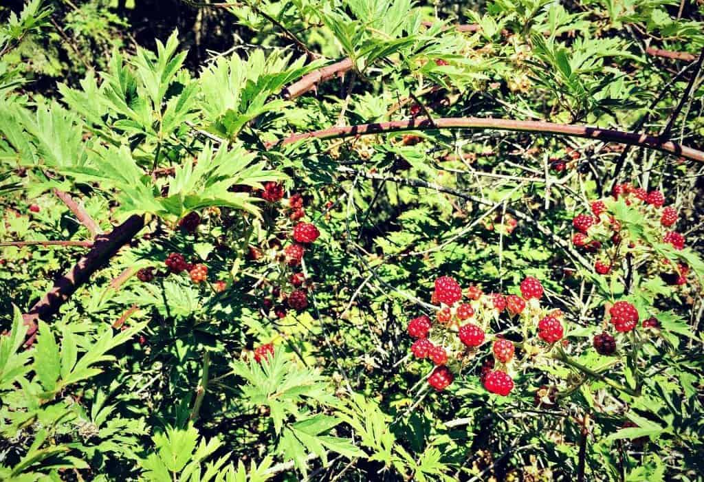 cut leaved blackberries