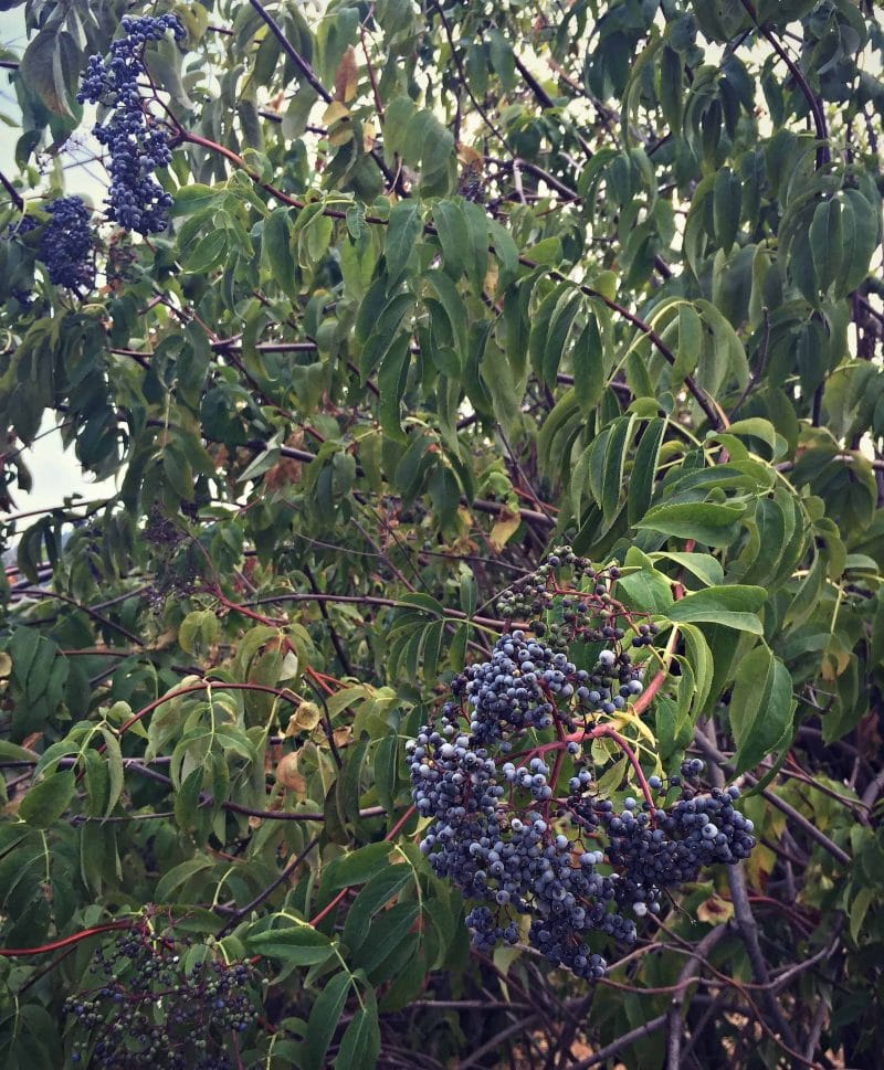 blue elderberry tree