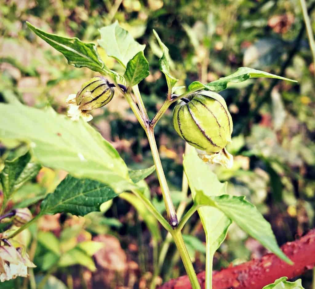 baby tomatillos