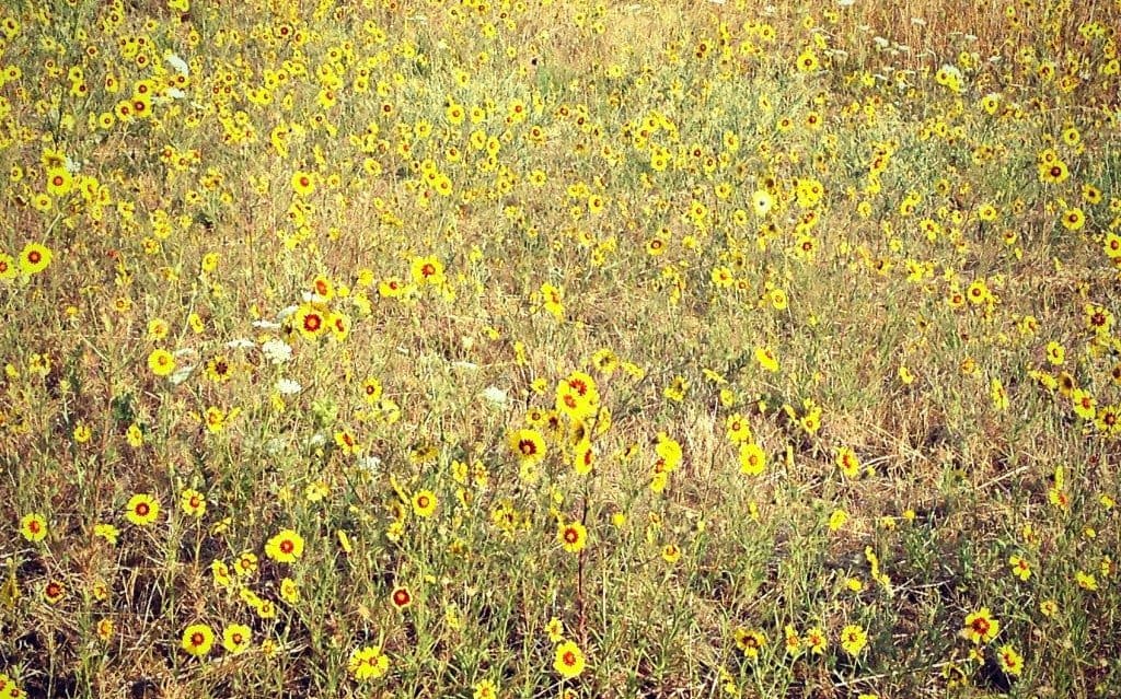 black eyed susan field