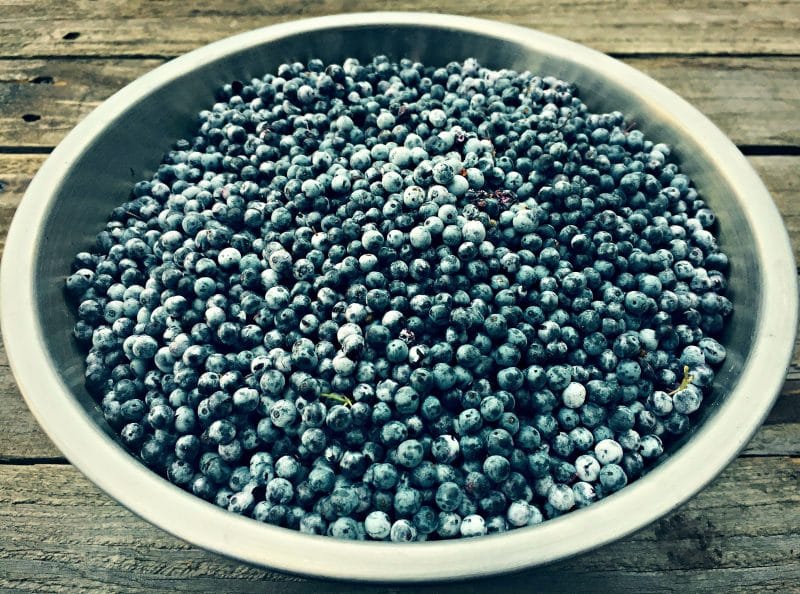 bowl of blue elderberries