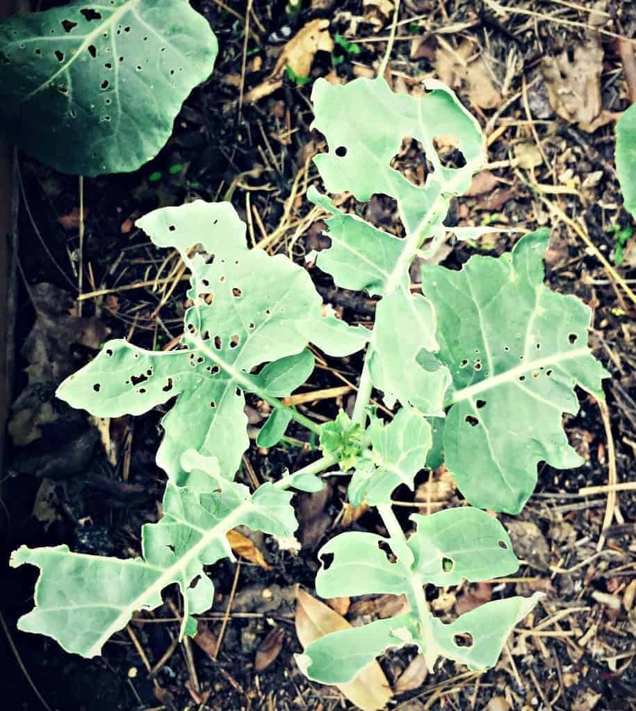 bugs eating broccoli