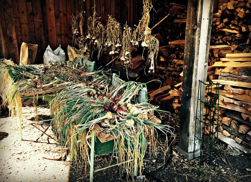 curing onions and garlic