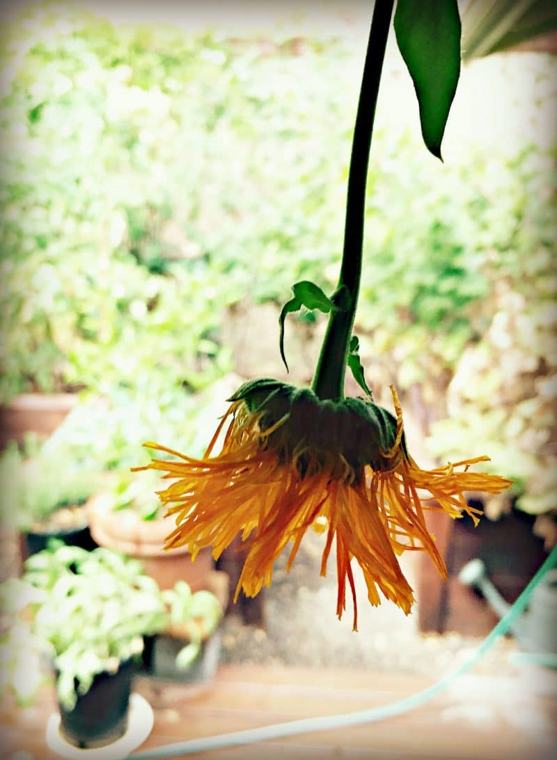 drying calendula flower