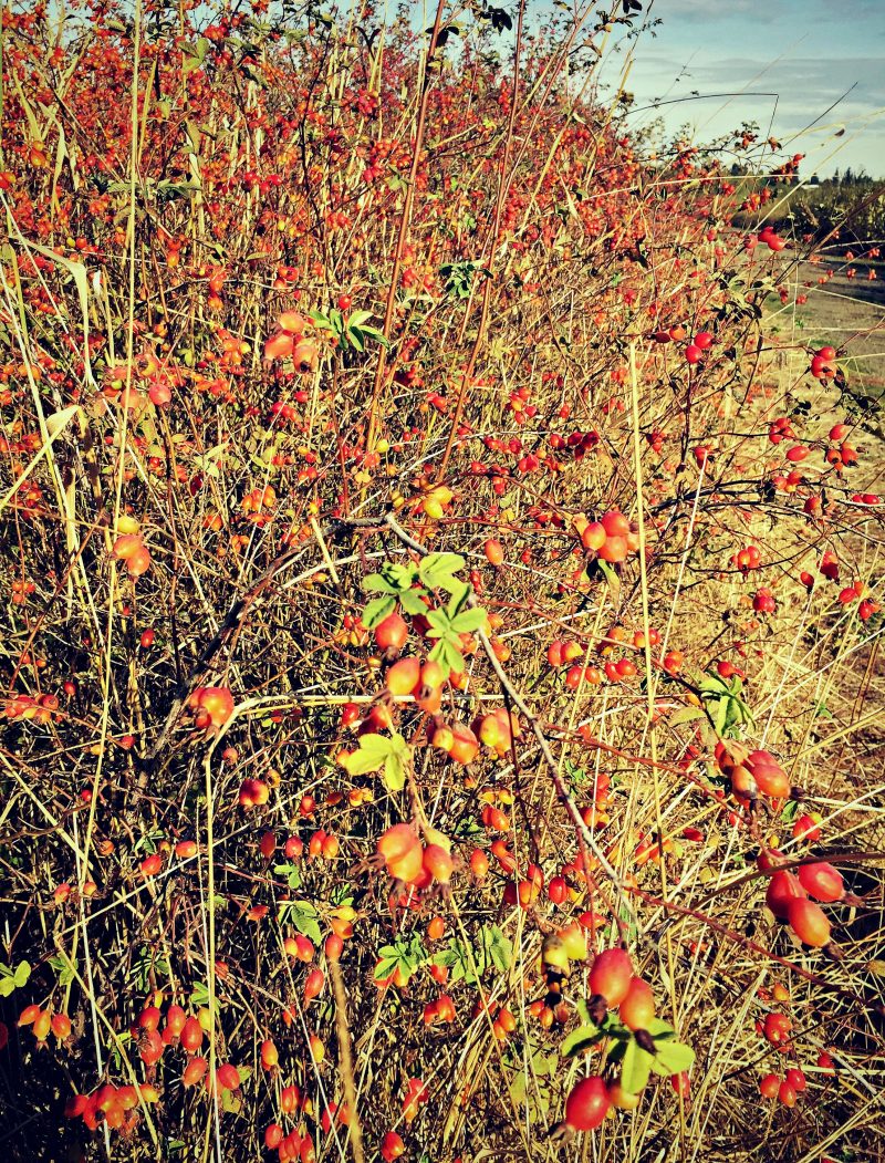 fields of rosehips