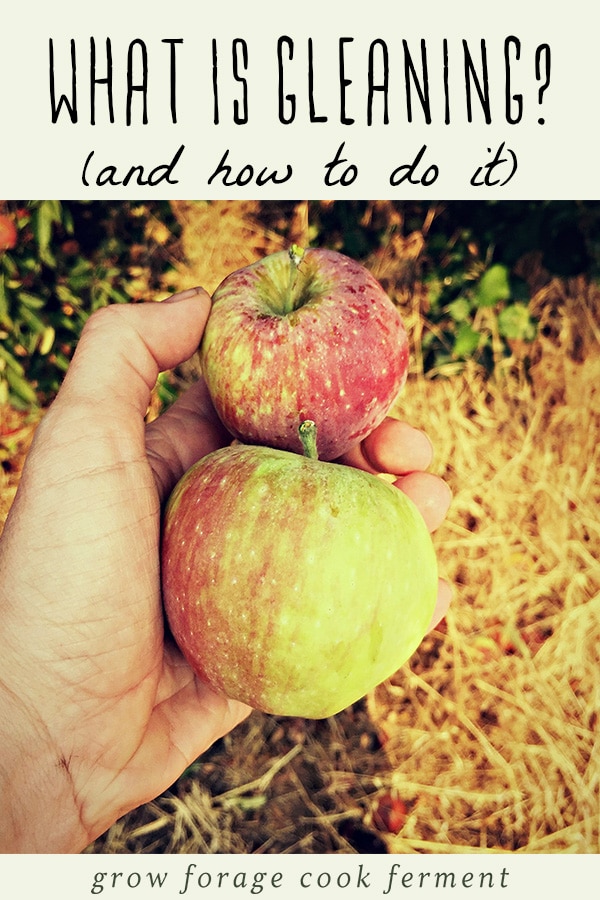 A woman holding two apples that have been collected by gleaning.