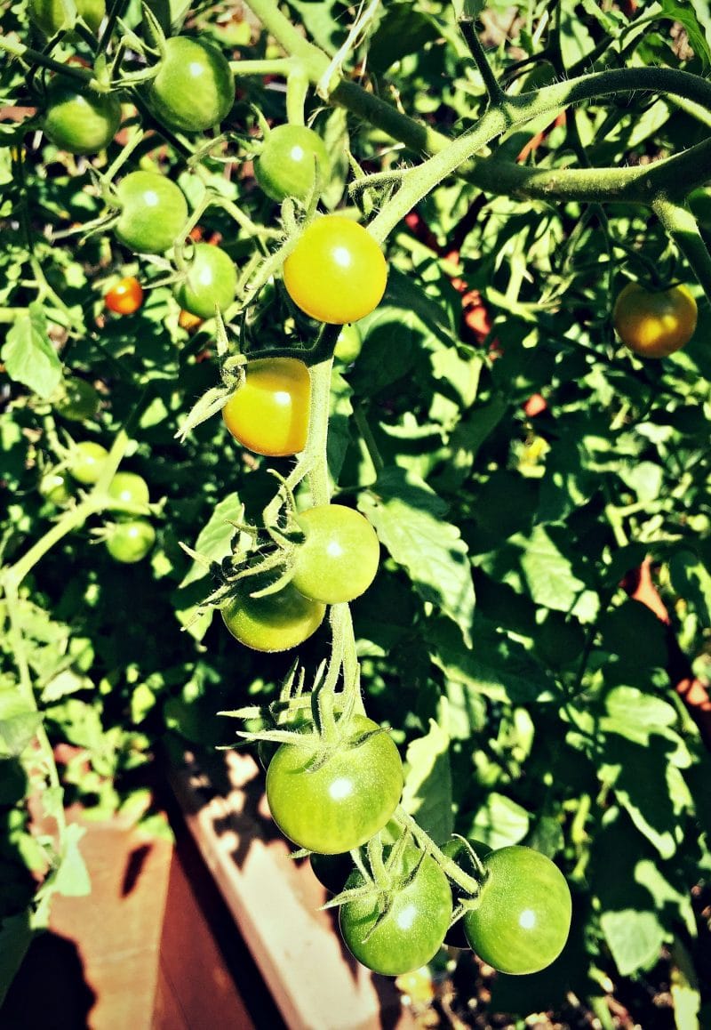 green orange cherry tomatoes