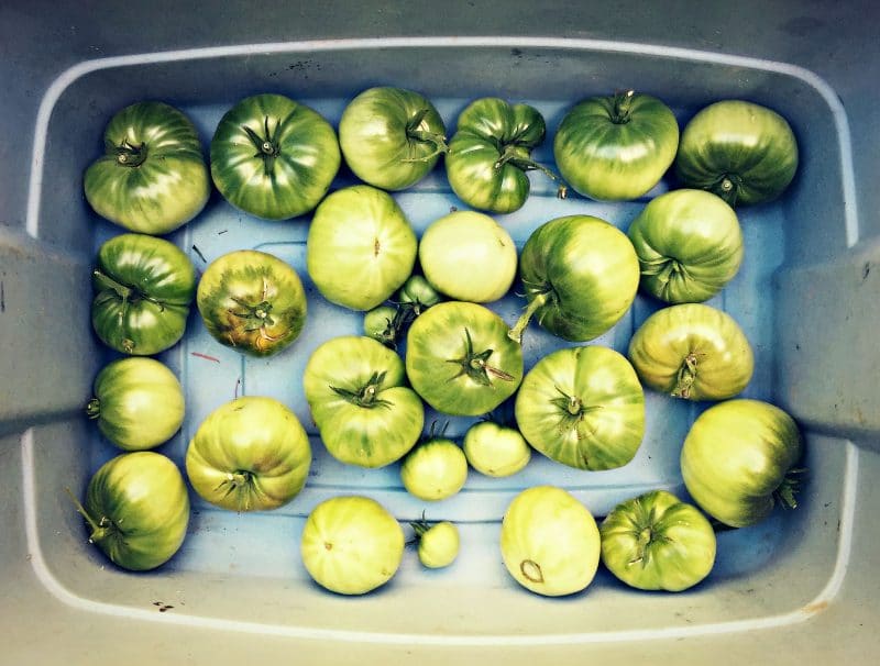 green tomatoes