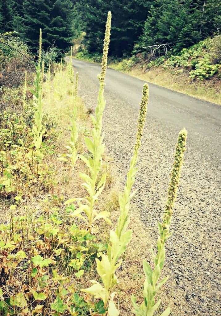 mullein on road