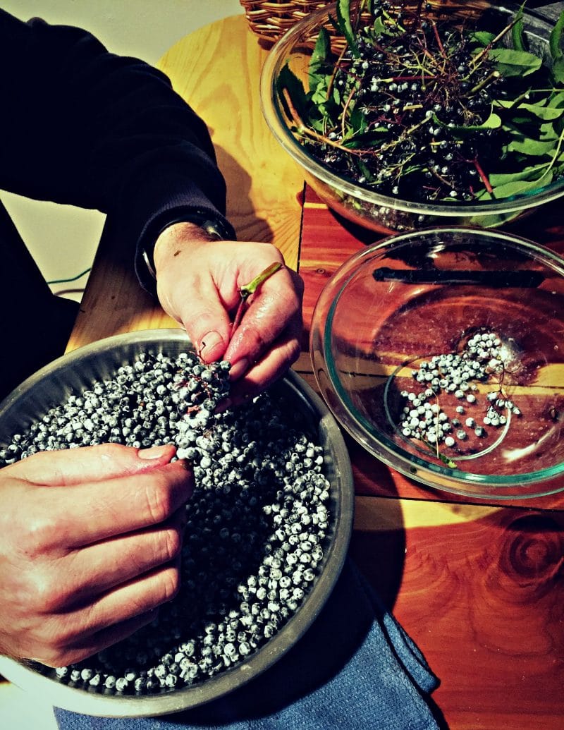 picking the elderberries off the stem