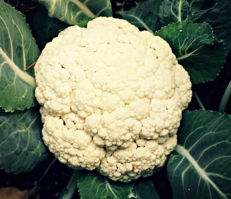 cauliflower plant