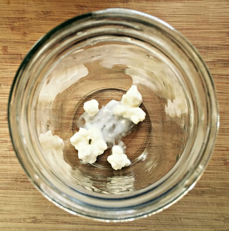 milk kefir grains