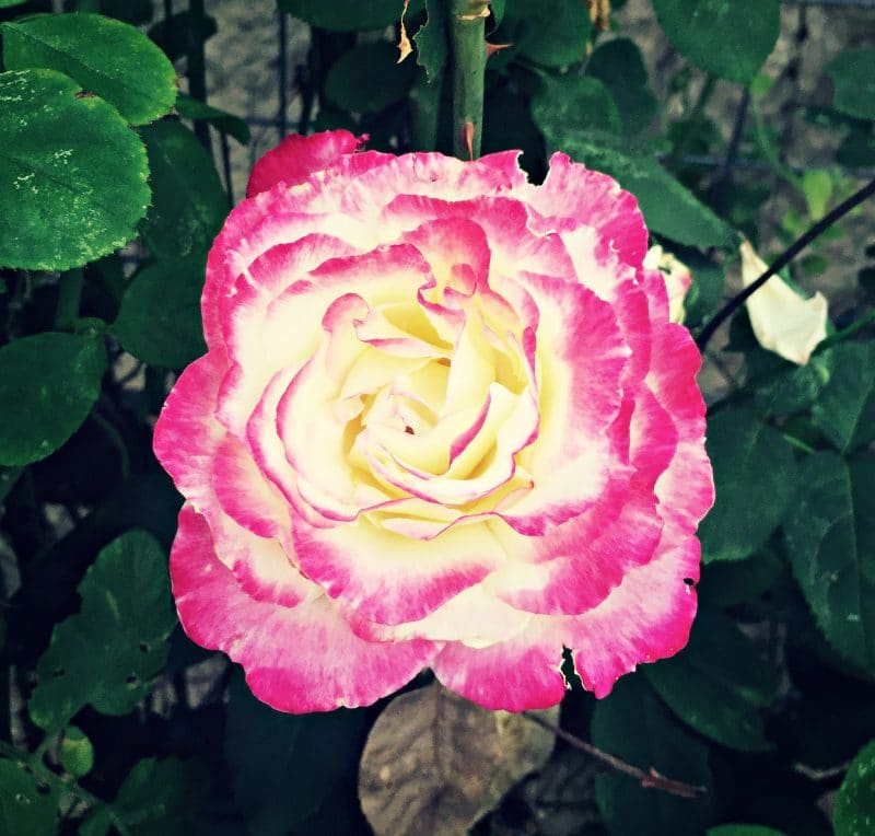 pink and white rose