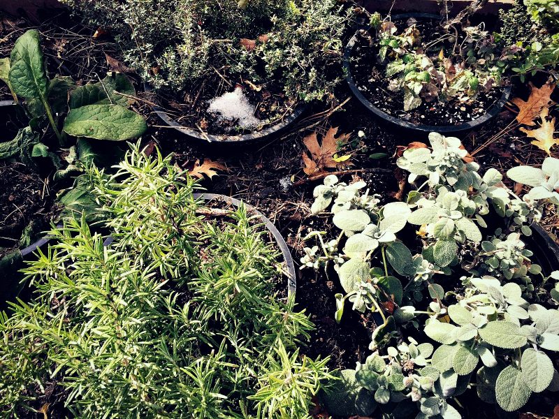 buried herb pots