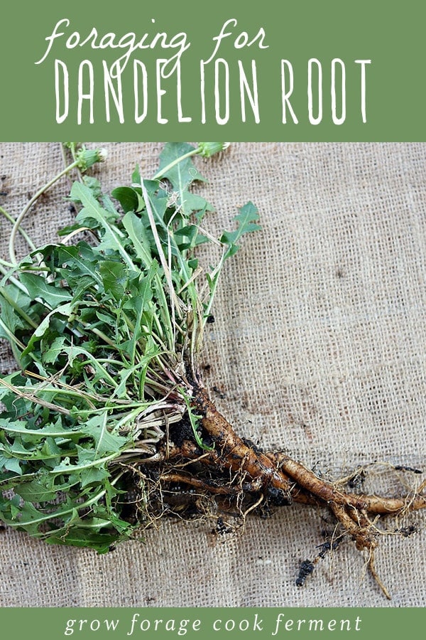 A freshly harvested dandelion root wit leaves