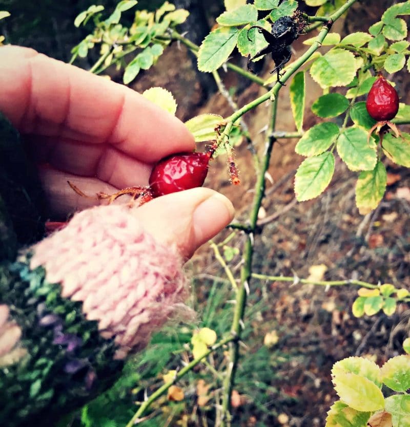 a hand picking wild rose hips